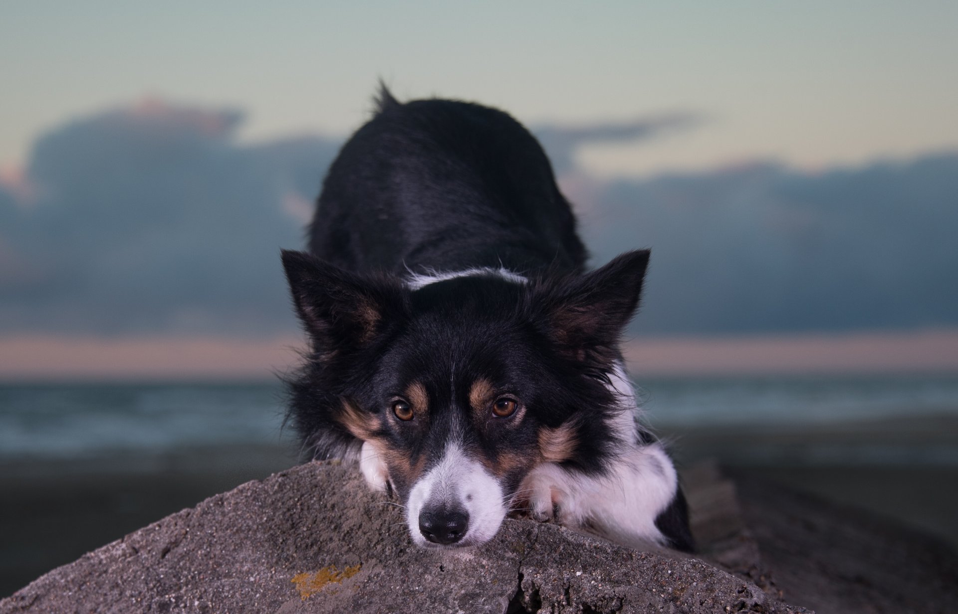 perro hocico mirada piedra