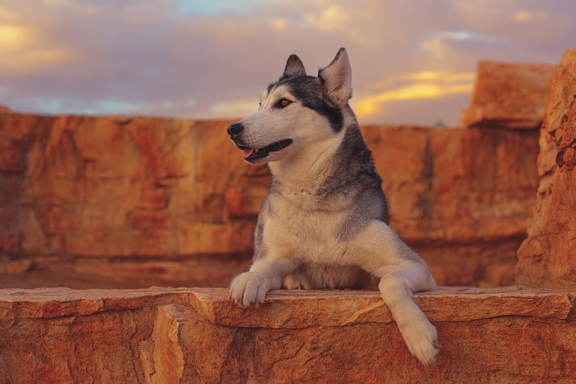 husky hund porträt