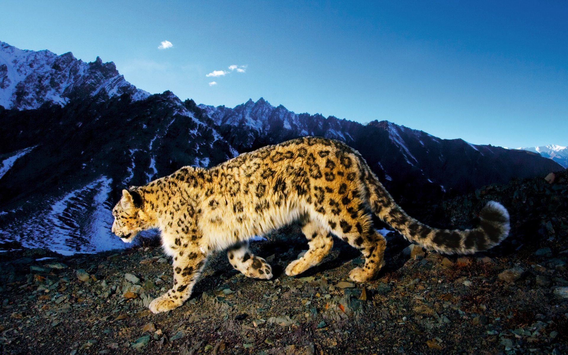 leopardo delle nevi montagne irbis