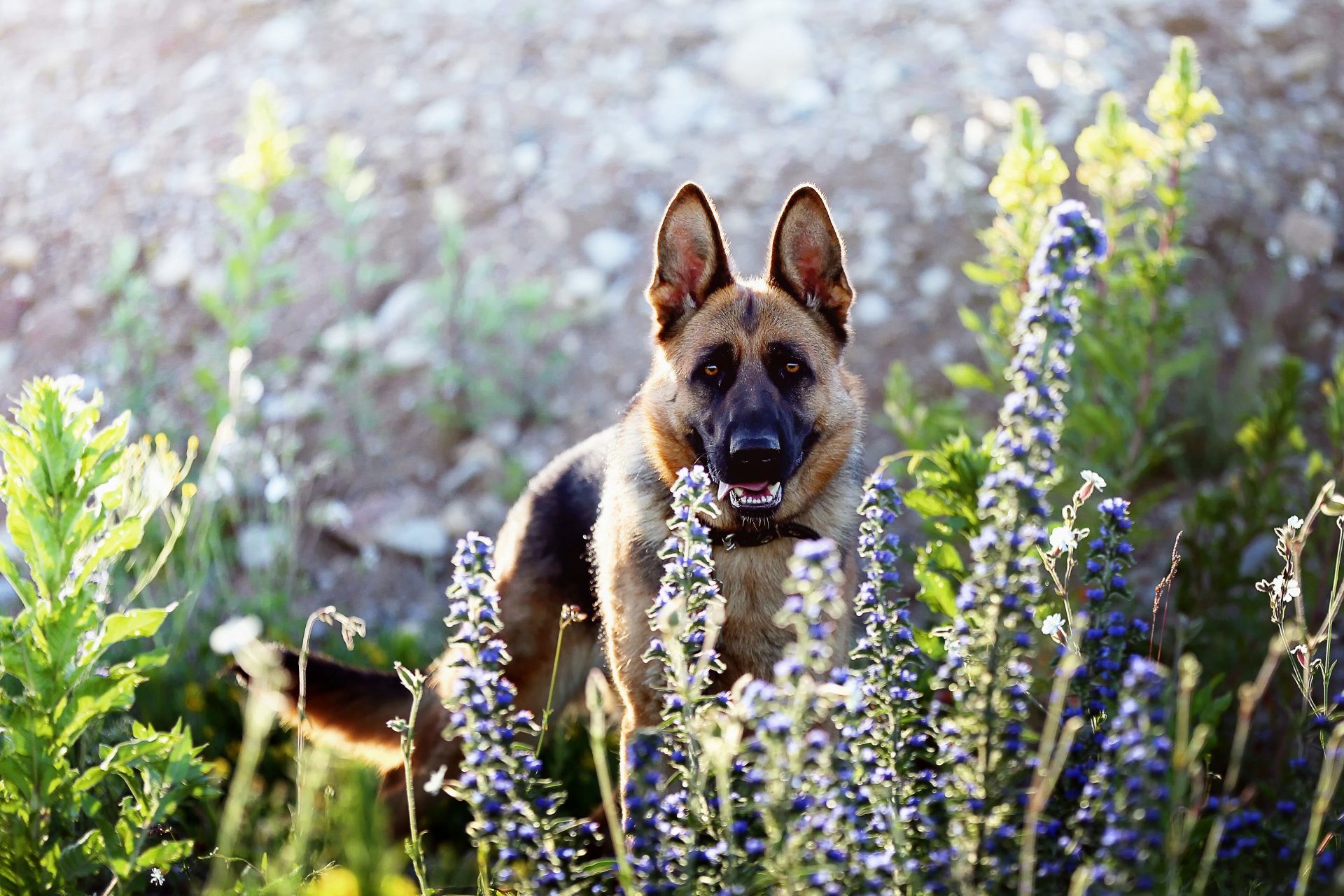 chien regard ami