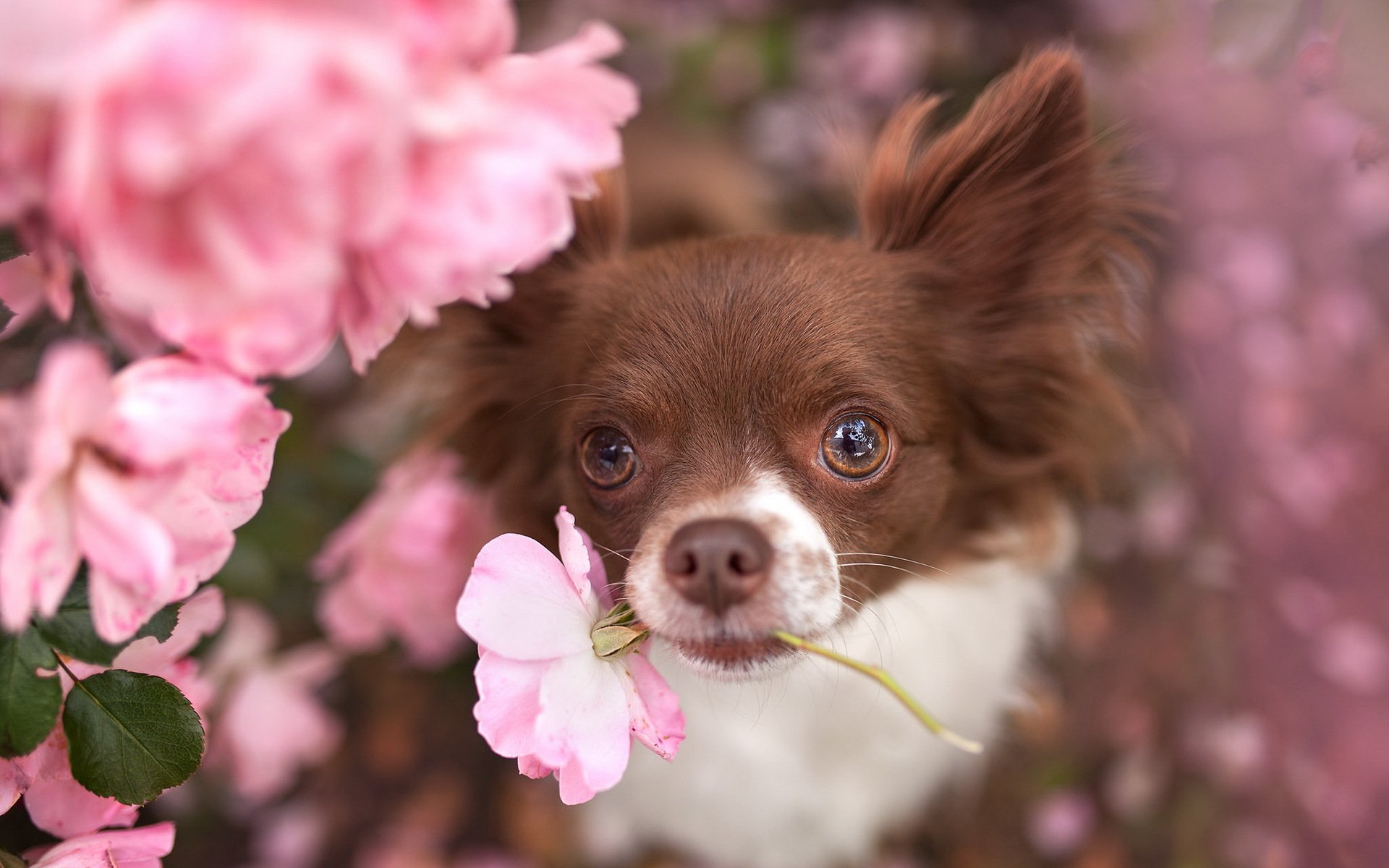 perro mirada amigo flor