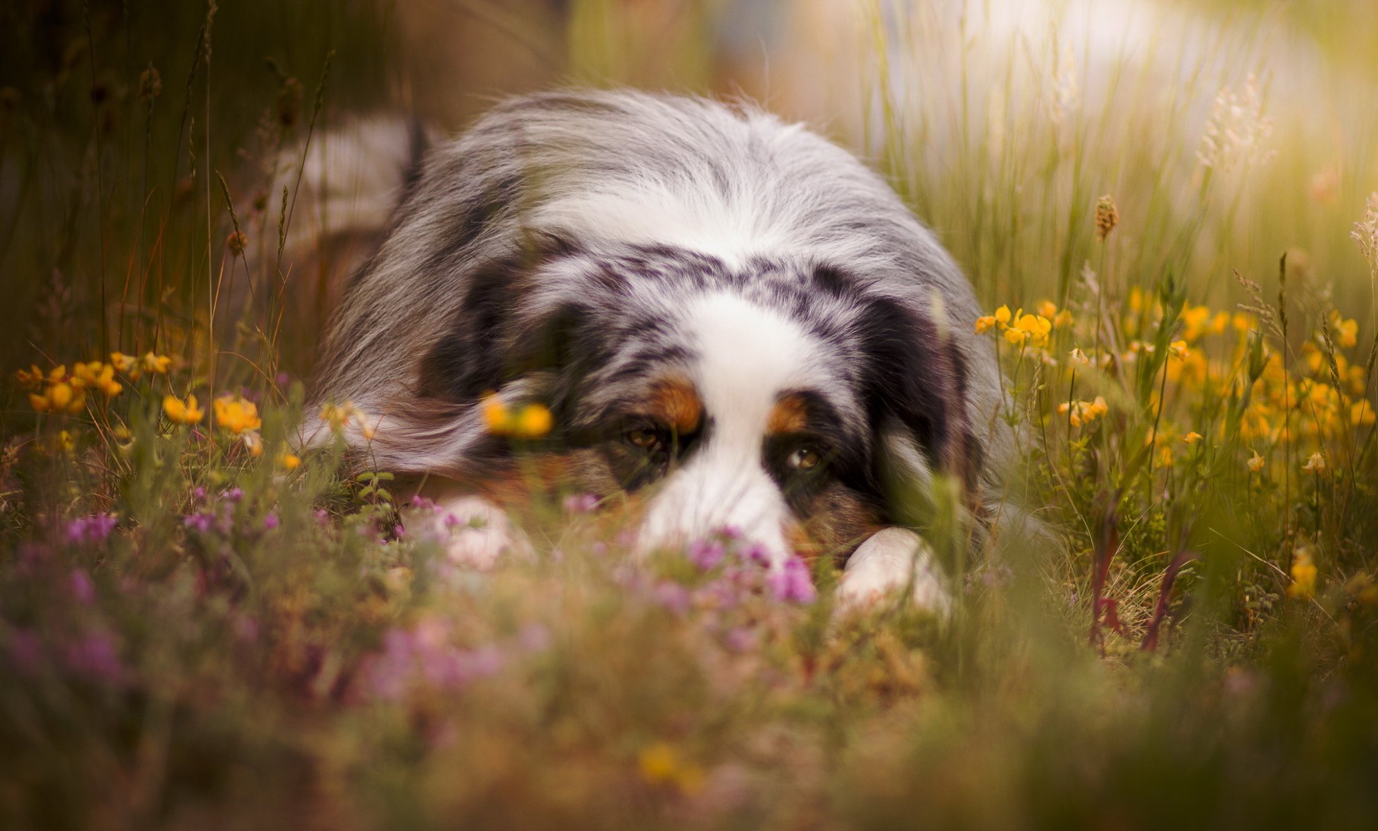 hund blick freund sommer