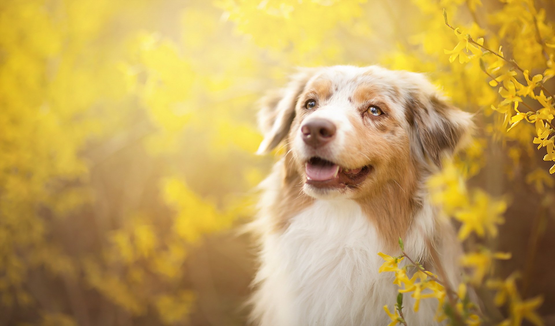 chien regard ami