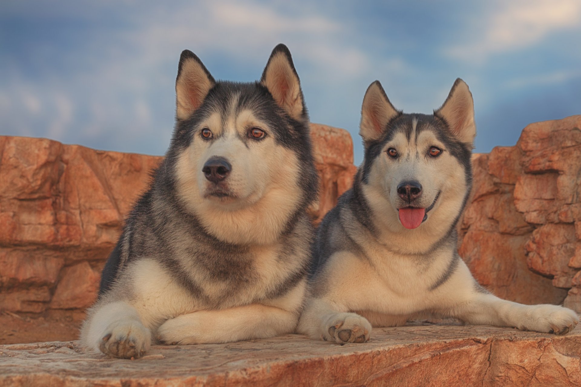 husky dogs couple portrait