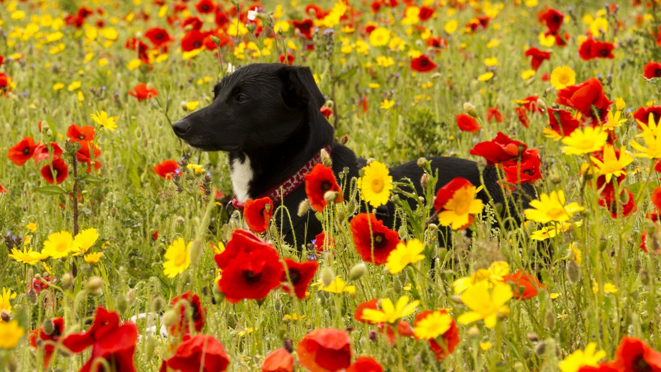 perro prado flores amapolas