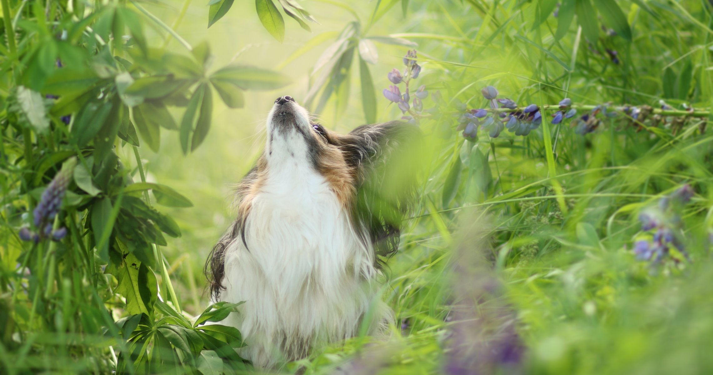 chien vue ami été