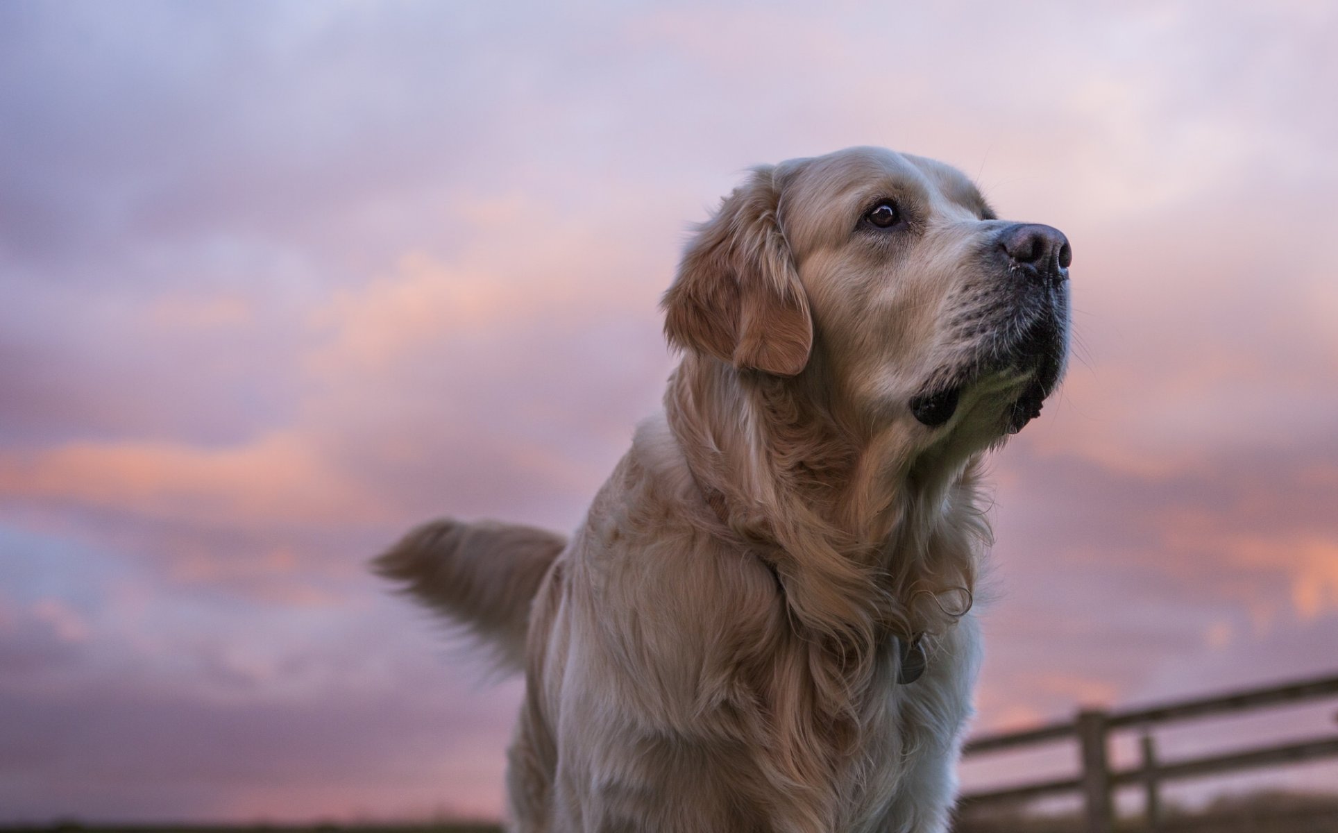 golden retriever golden retriever perro