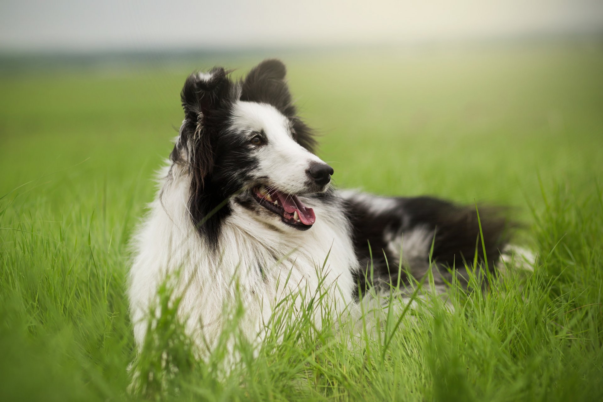 chien regard ami