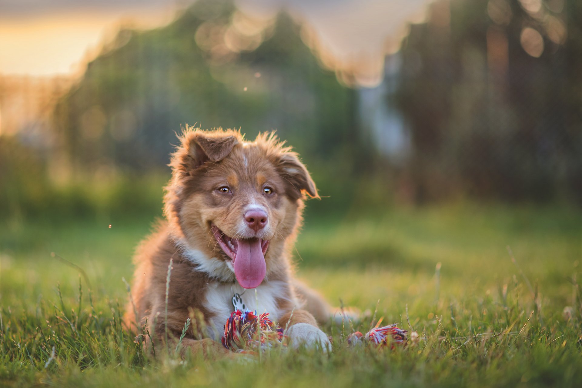 australischer schäferhund aussie hund welpe zunge