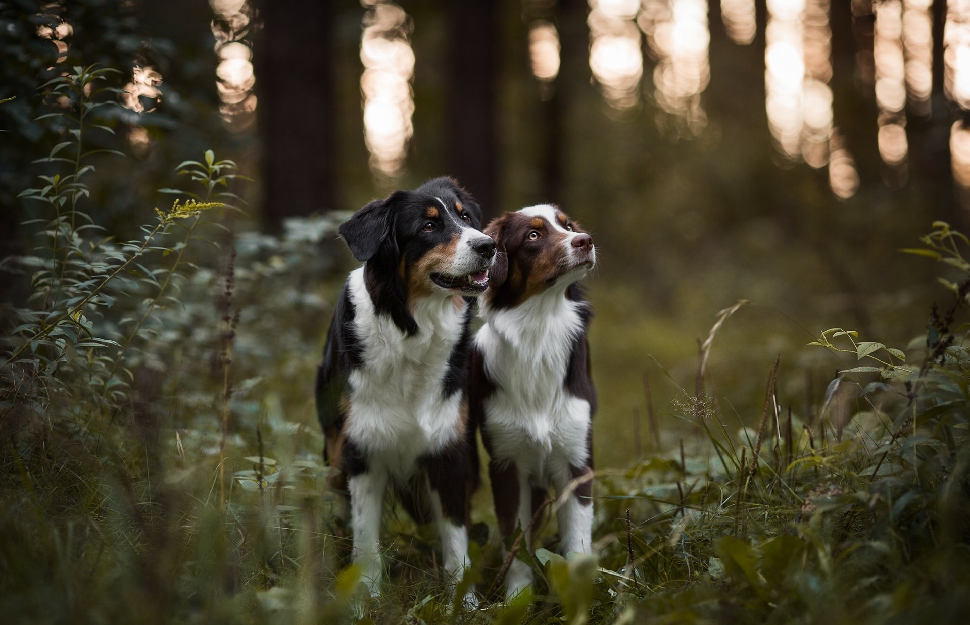 australian shepherd aussie dogs forest