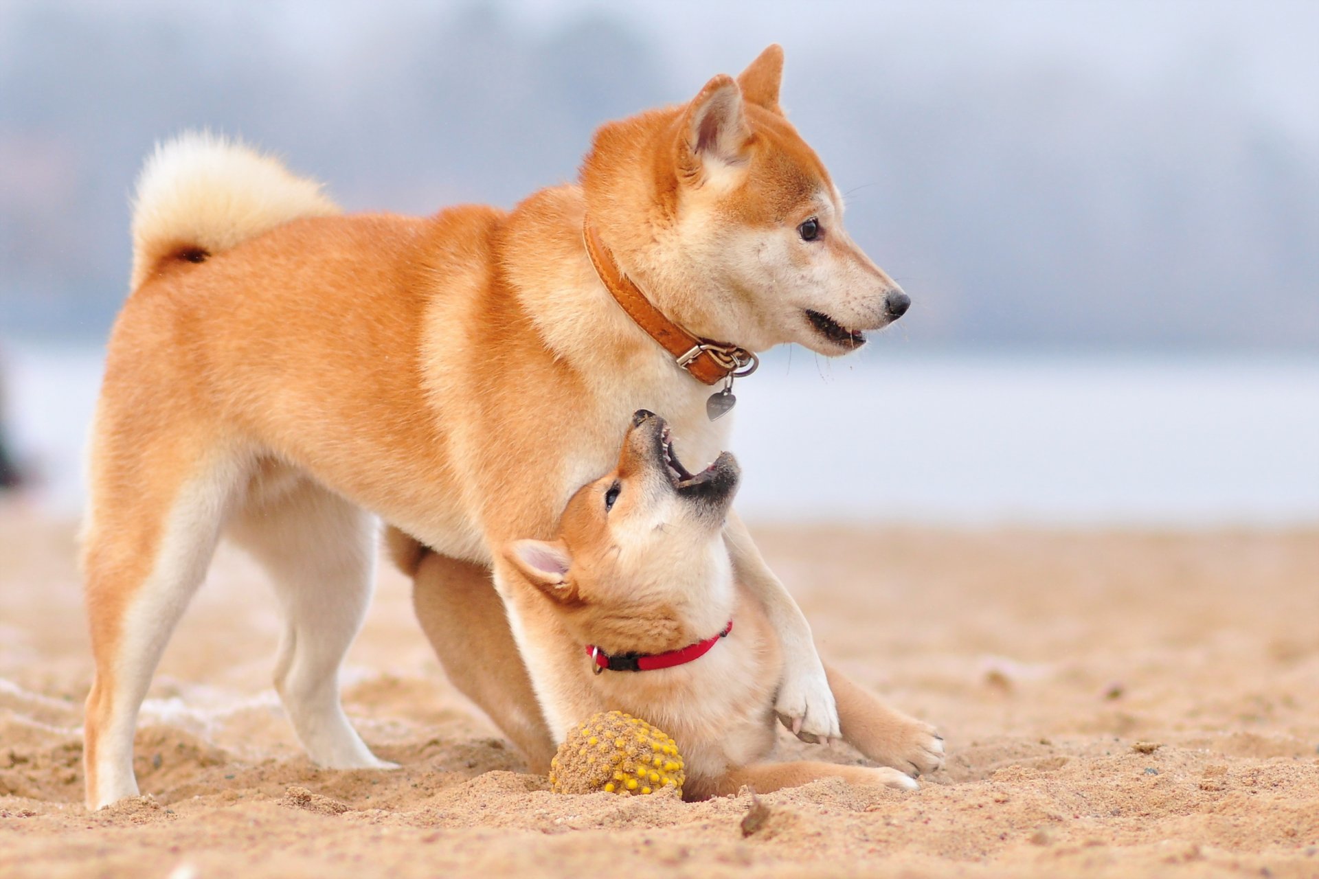 cani amici sfondo