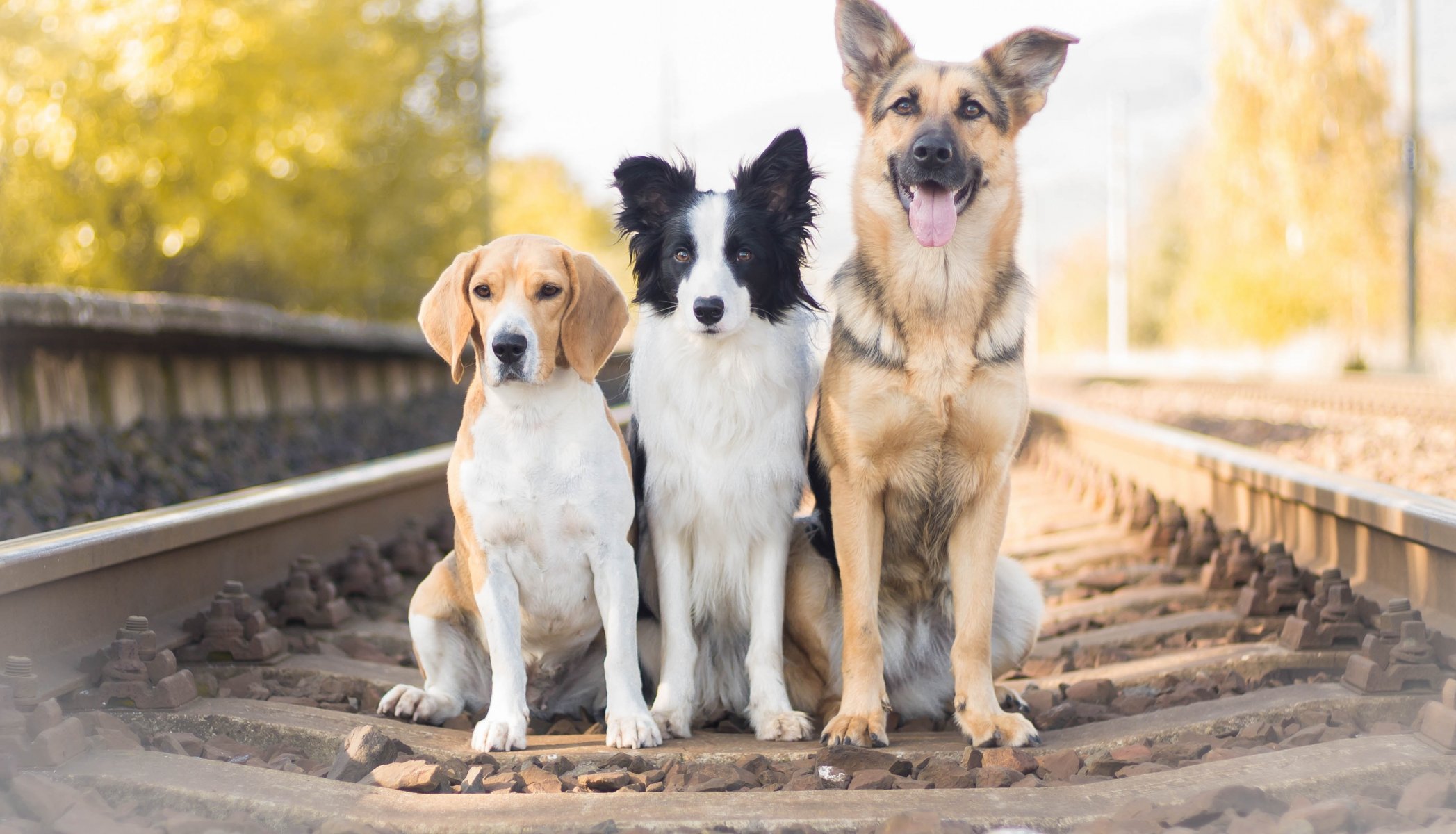 hepherd border collie beagle dogs trio trinity railroad