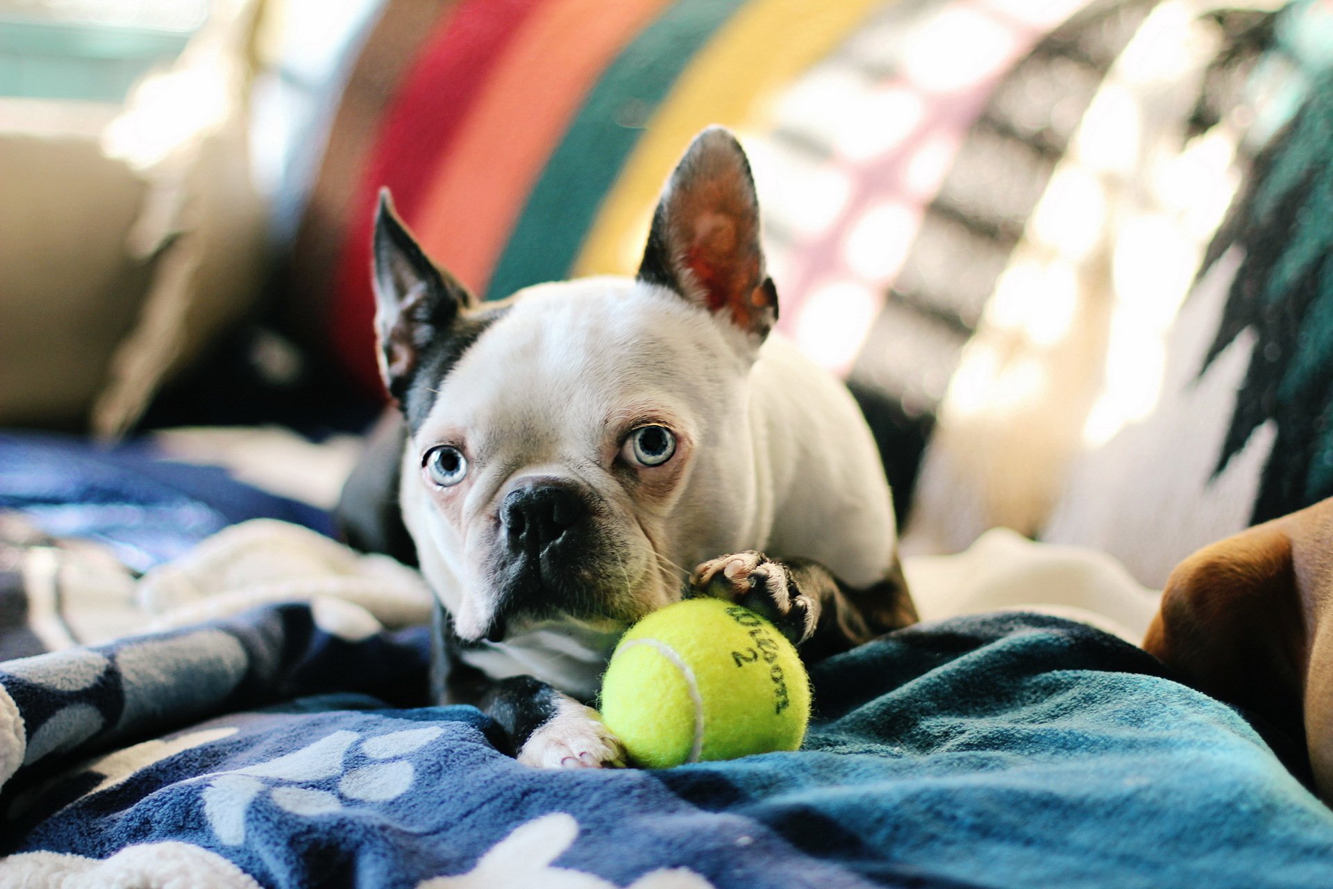 bostonterrier cane casa