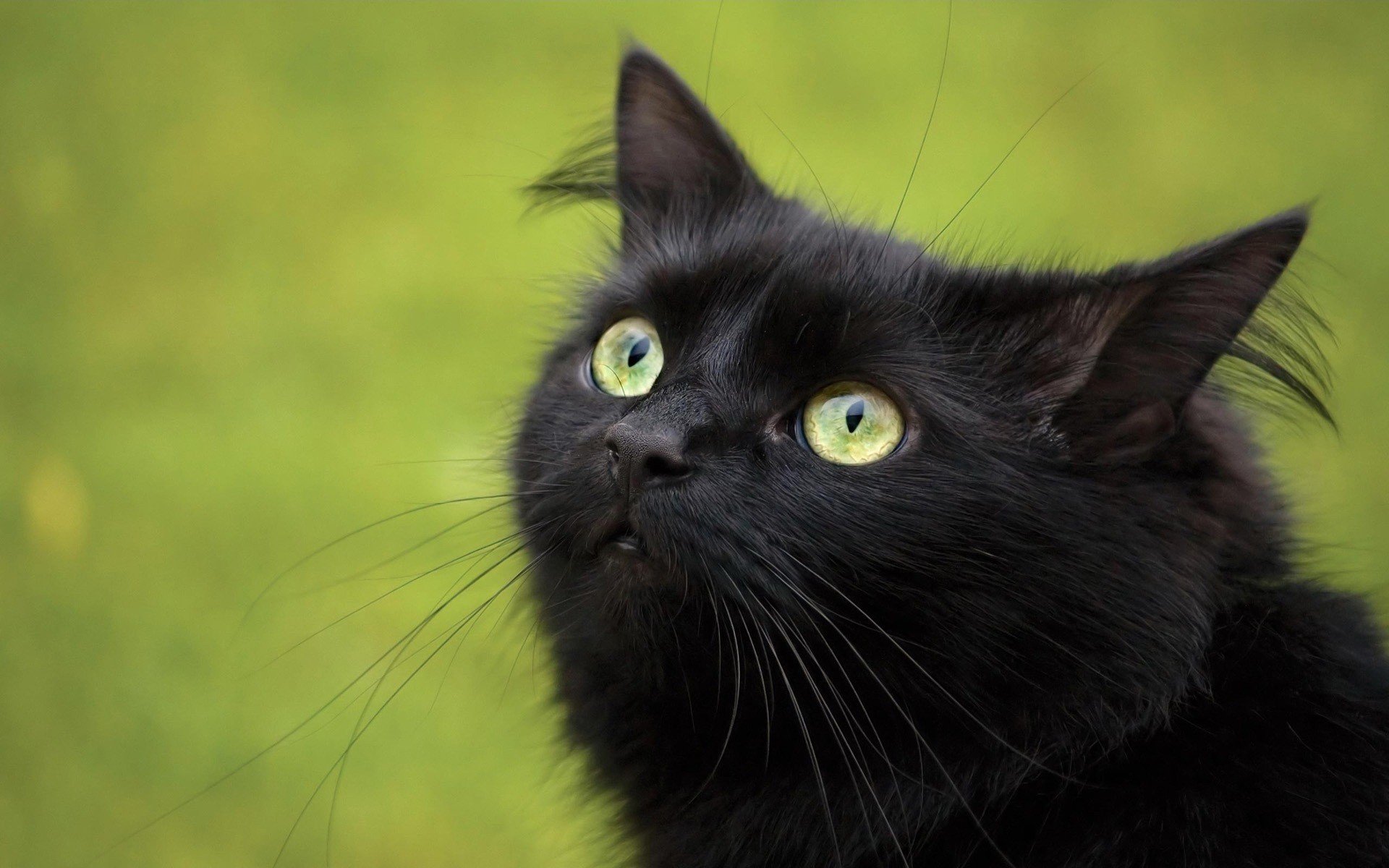 negro gato mirada