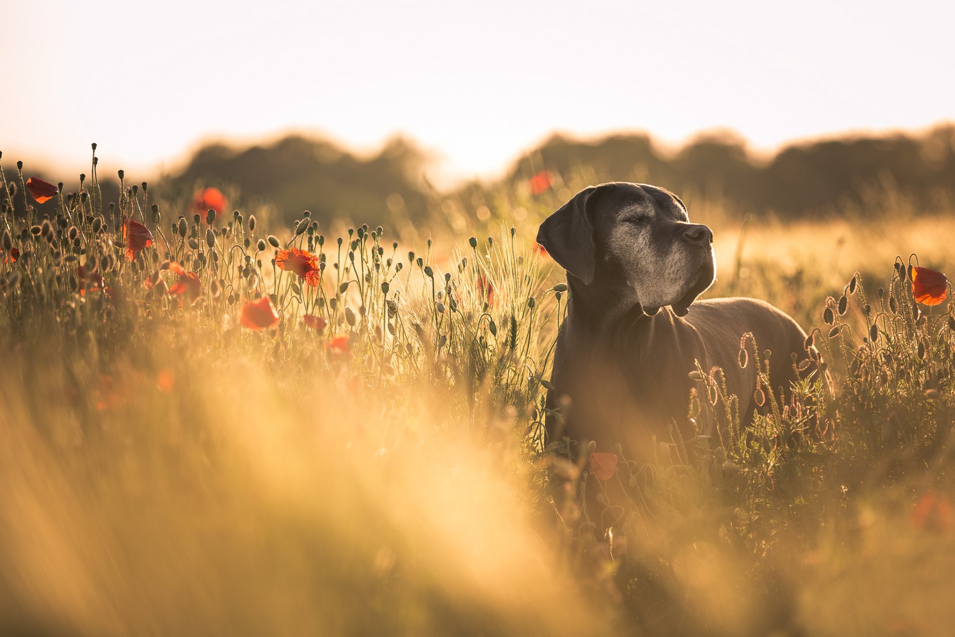 chien été coquelicots