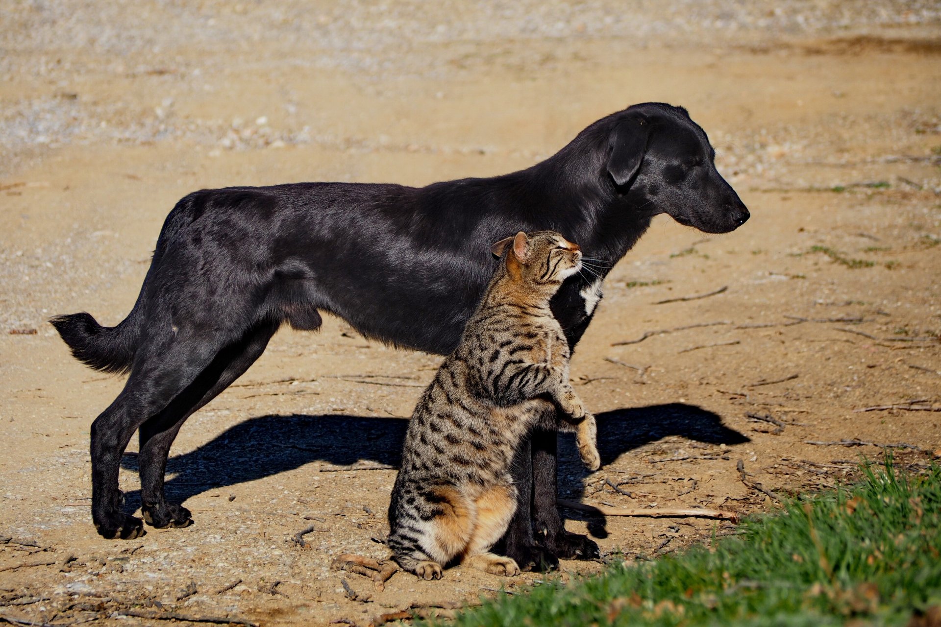 hund katze katze freundschaft freunde