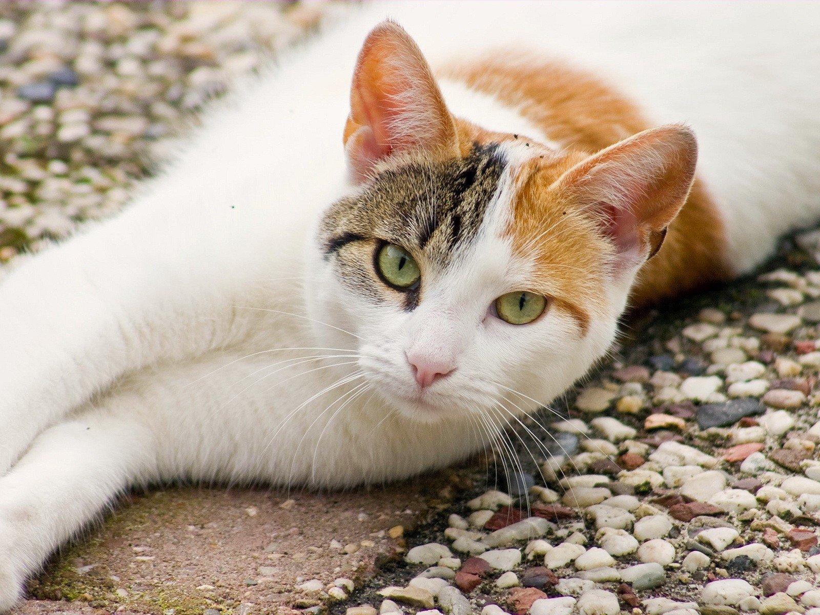 le chat le regard