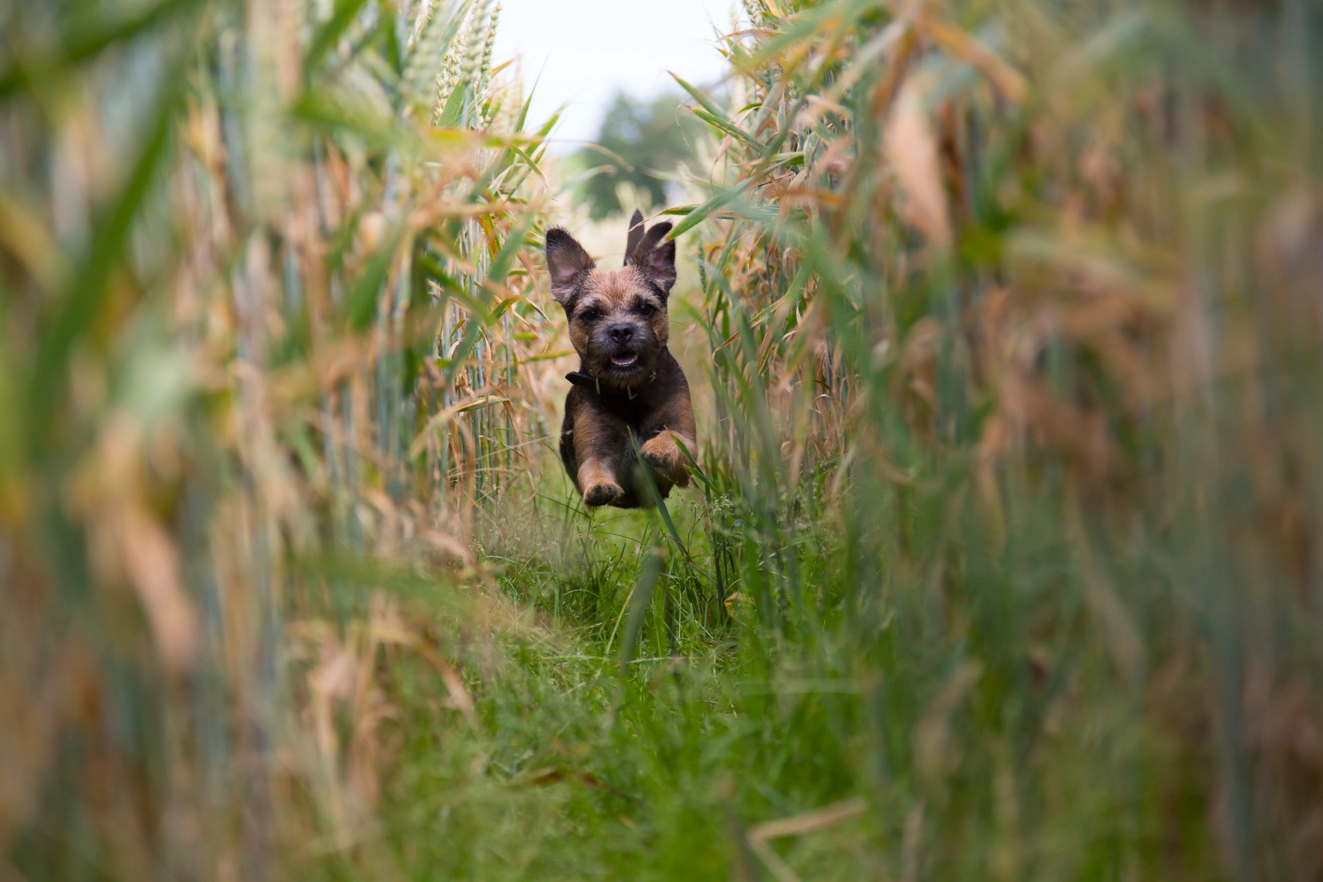 border terrier perro cachorro correr estado de ánimo campo maíz