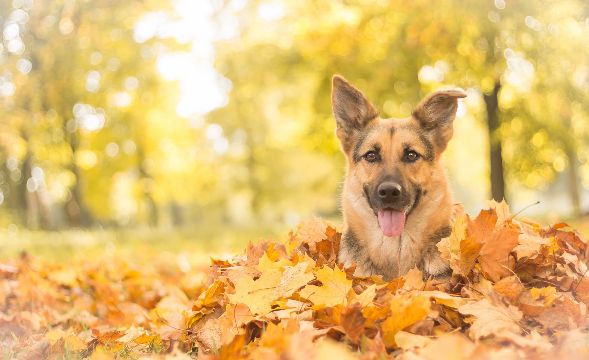 pastore tedesco pastore cane muso sguardo foglie autunno