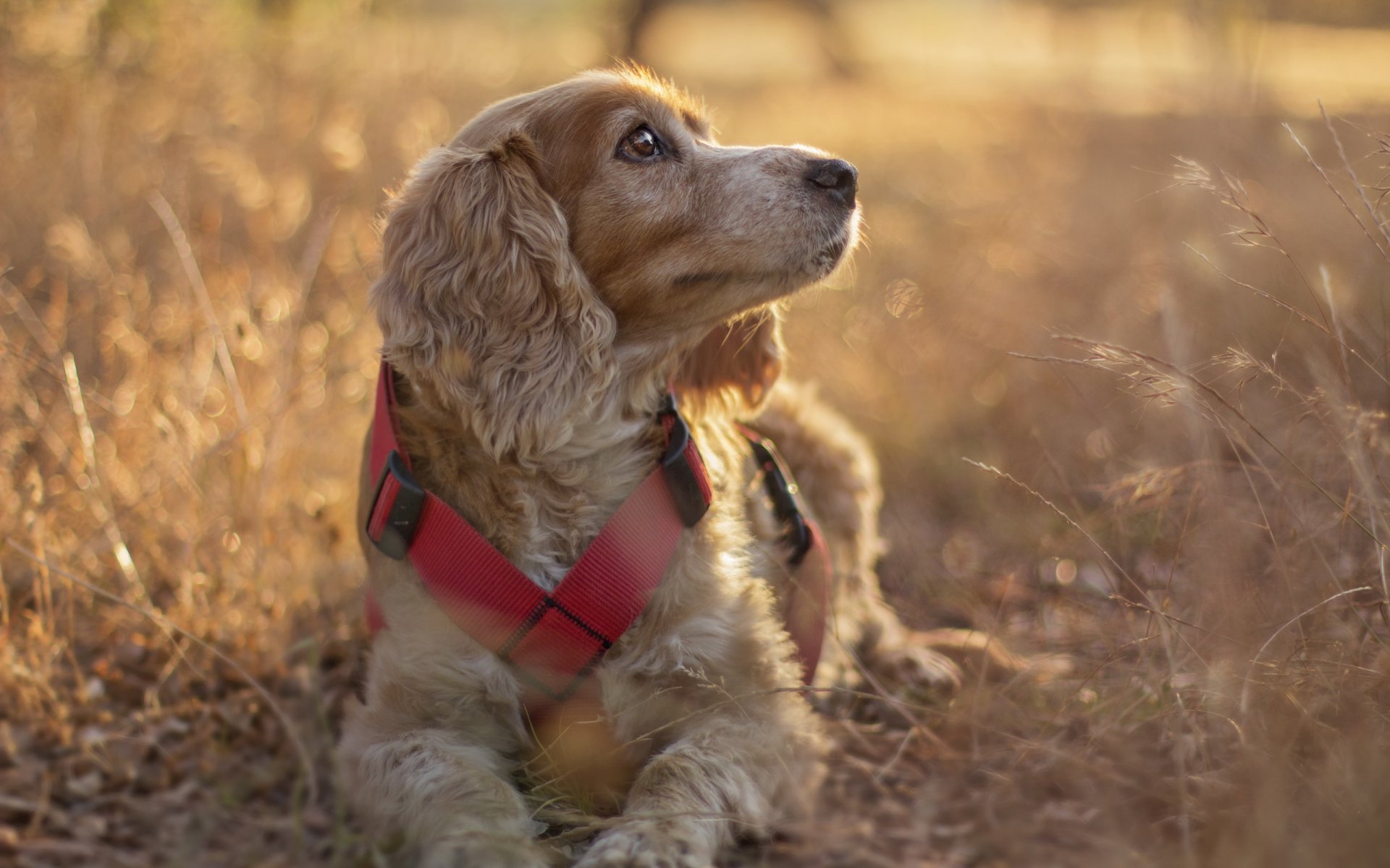 hund blick freund