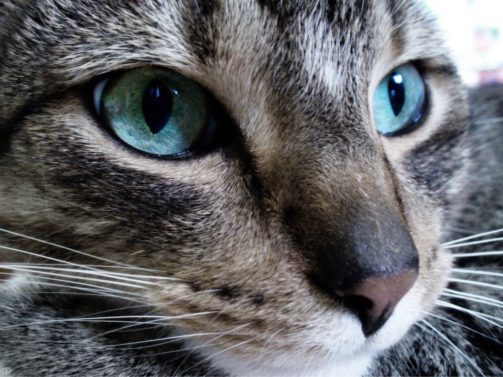 chat regard yeux