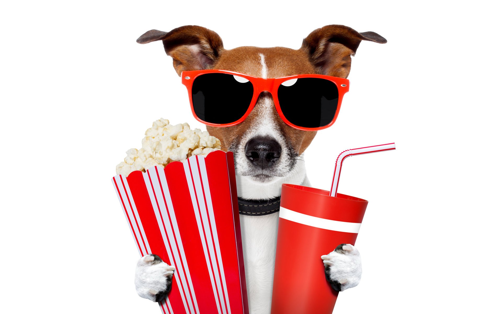 jack russell terrier sunglasses glasses drink tube popcorn humor white background