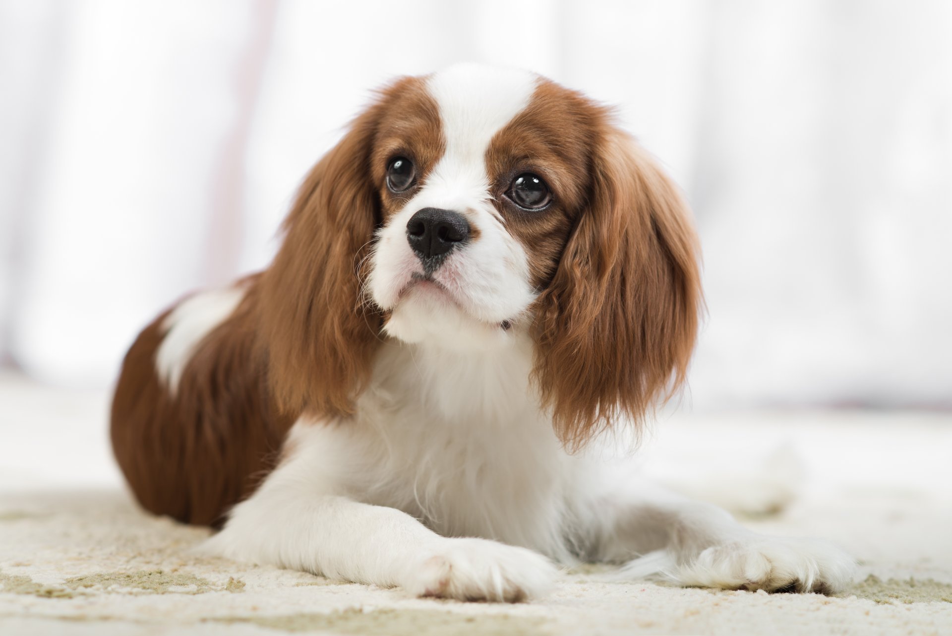 cavalier king charles spaniel spaniel perro vista retrato