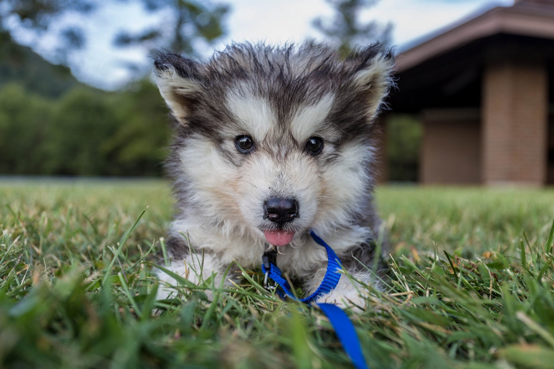 malamute szczeniak pies