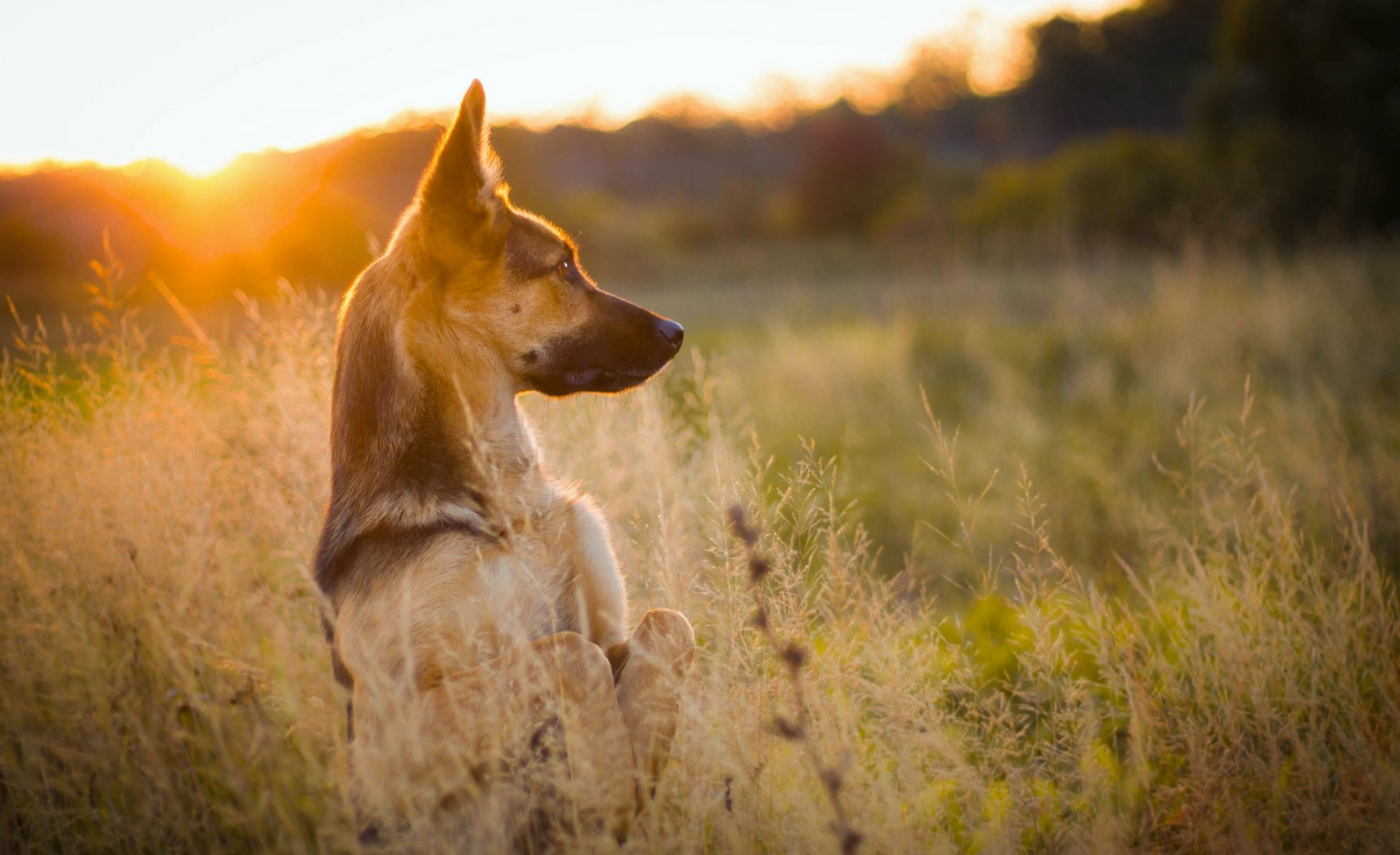 berger chien stand coucher de soleil prairie herbe nature