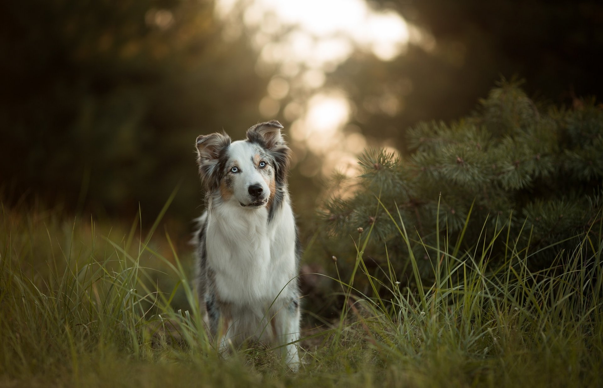 australian shepherd aussie dog gra