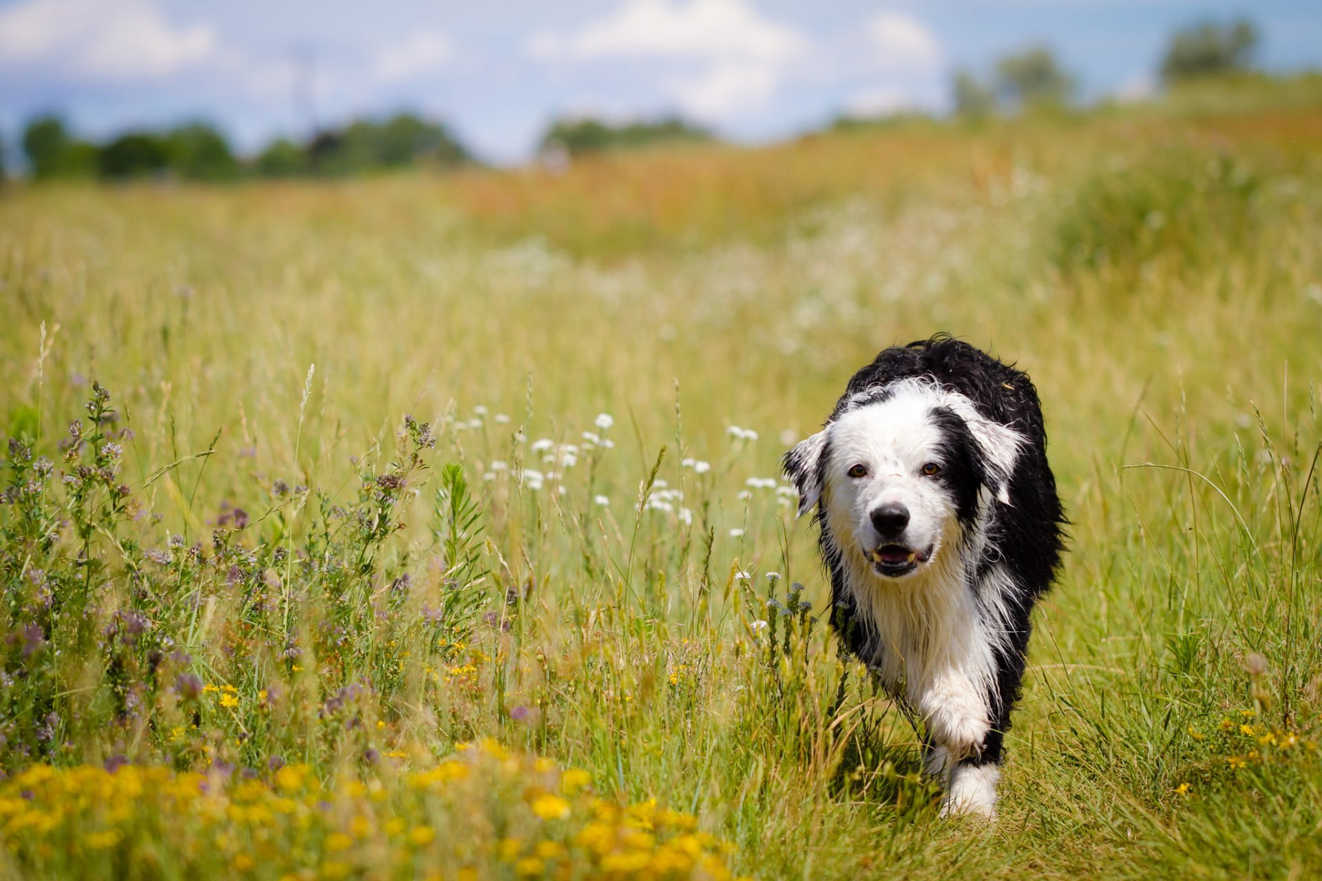 dog view other summer