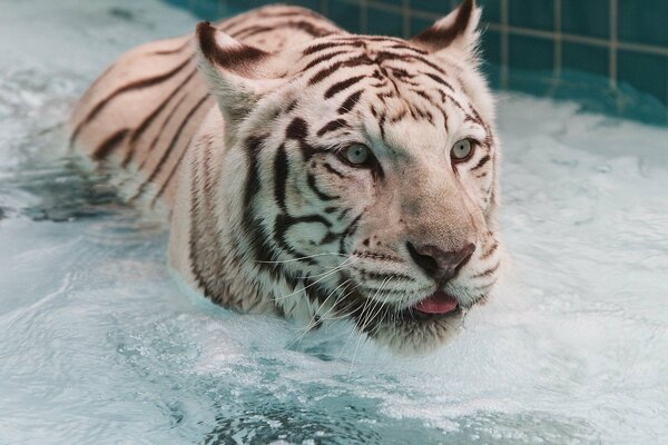 Tigre bianca che nuota in piscina