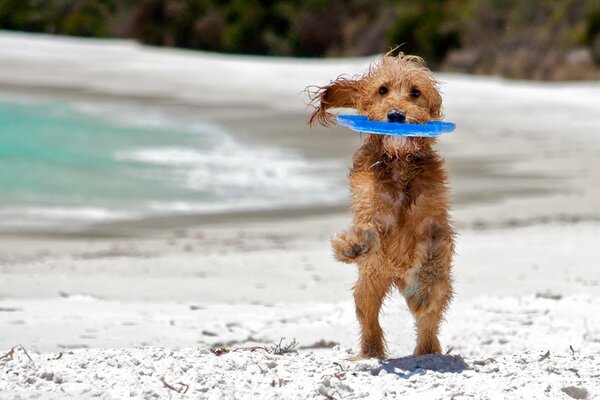 Red dog plays with frisbee on the shore