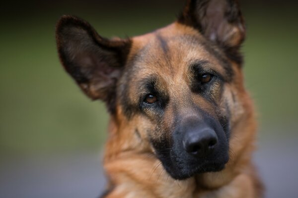 Der Hund ist ein Freund des Menschen. Schäferhund