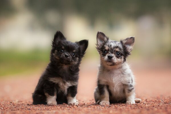 A couple of chihuahua babies