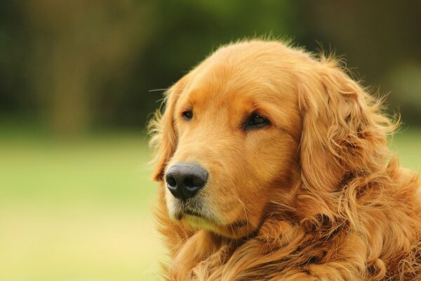 Golden retriever na rozmytym tle