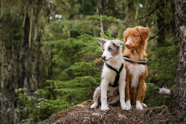 Elegante y muy elegante pareja de perros