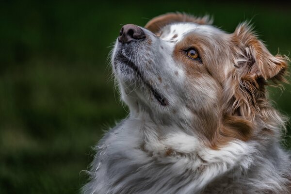 Un retrato muy vivo de un perro