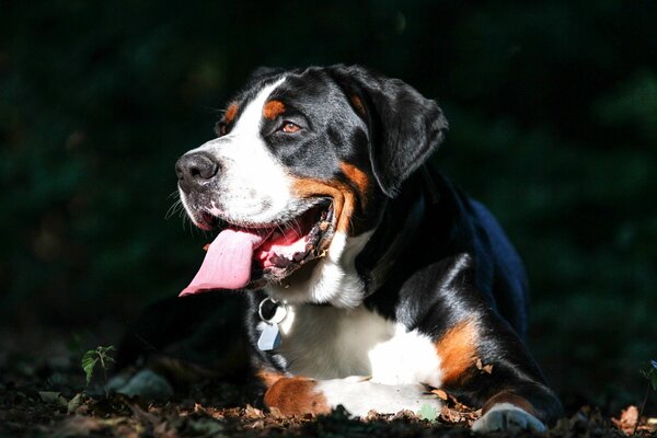 Big Swiss Mountain Dog shows tongue