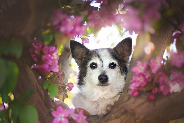 Die Schnauze eines Hundes späht aus Blumen auf einem Baum