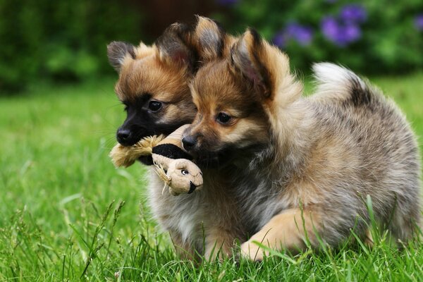 Twins carry a toy together