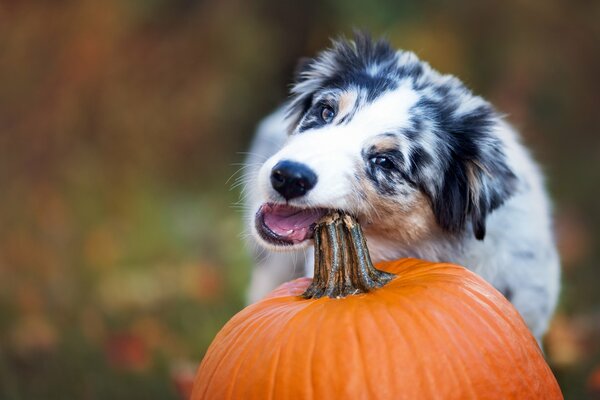 Perrito mordisqueando la cola de calabaza