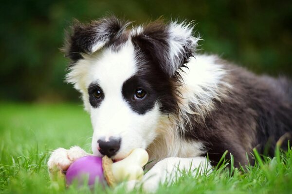 Border Collie cachorro con juguete lindo foto