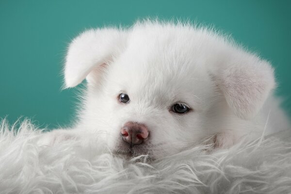 Chiot blanc sur un plaid