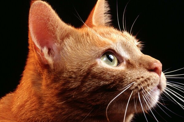 Cara de gato pelirroja con ojos verdes sobre fondo negro