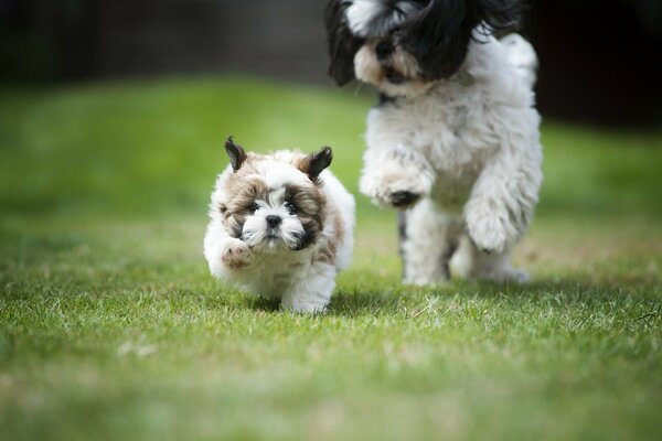 Puppies running on the green grass