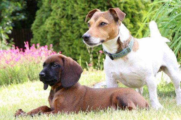 Две собаки разных пород на лужайке