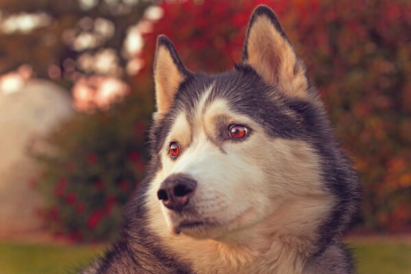 Husky with a sad look. Husky up close