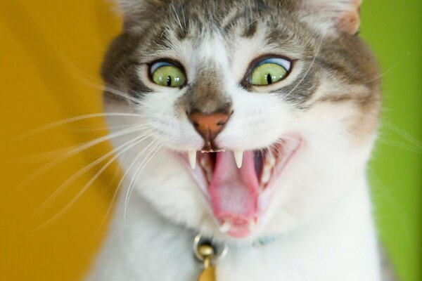 Sorpresa de un hermoso gato de ojos verdes