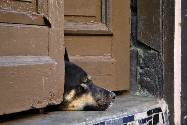 A bored doggie likes to relax